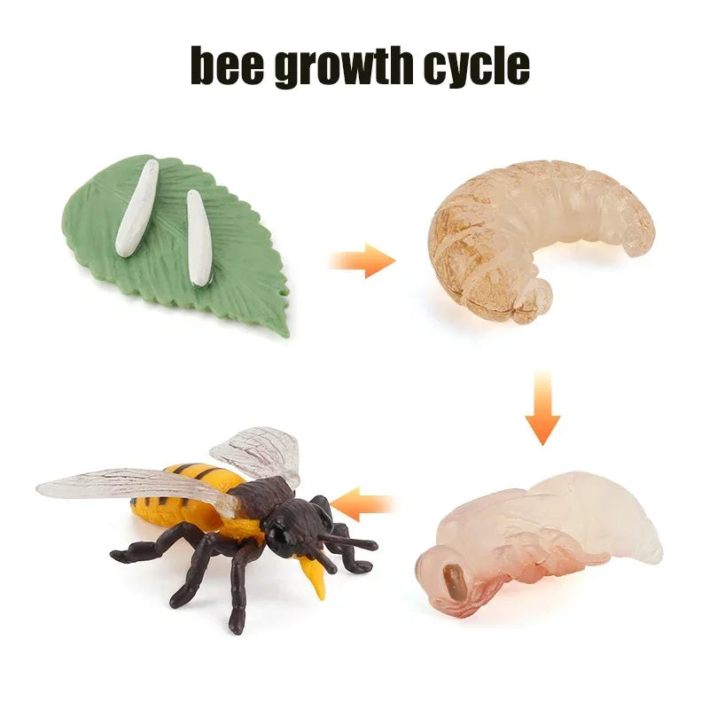 Animal Life Cycle Board Children Toys Montessori Teaching Aids Plant Animal Growth Cycle Model Set preschool cognitive Toys