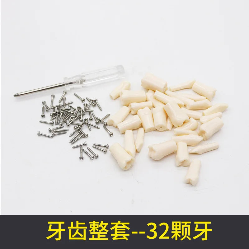28 32 Oral Dental Teeth Model Preparation Practice Soft Gums Removable Oral Teaching