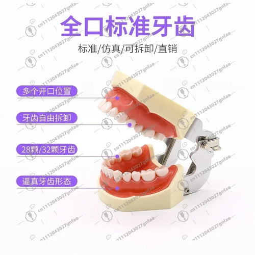 28 32 Oral Dental Teeth Model Preparation Practice Soft Gums Removable Oral Teaching