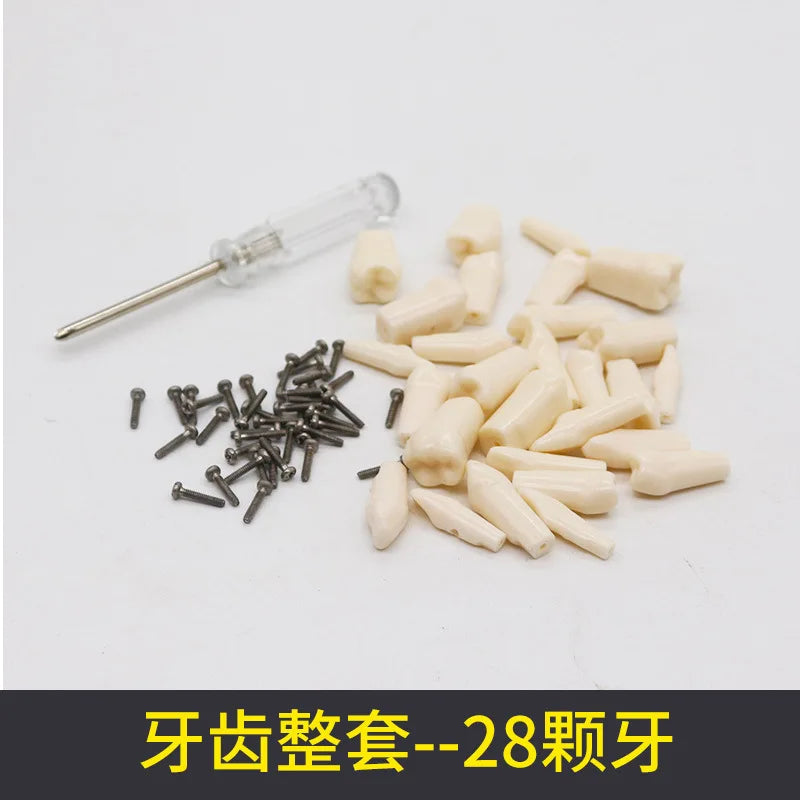 28 32 Oral Dental Teeth Model Preparation Practice Soft Gums Removable Oral Teaching