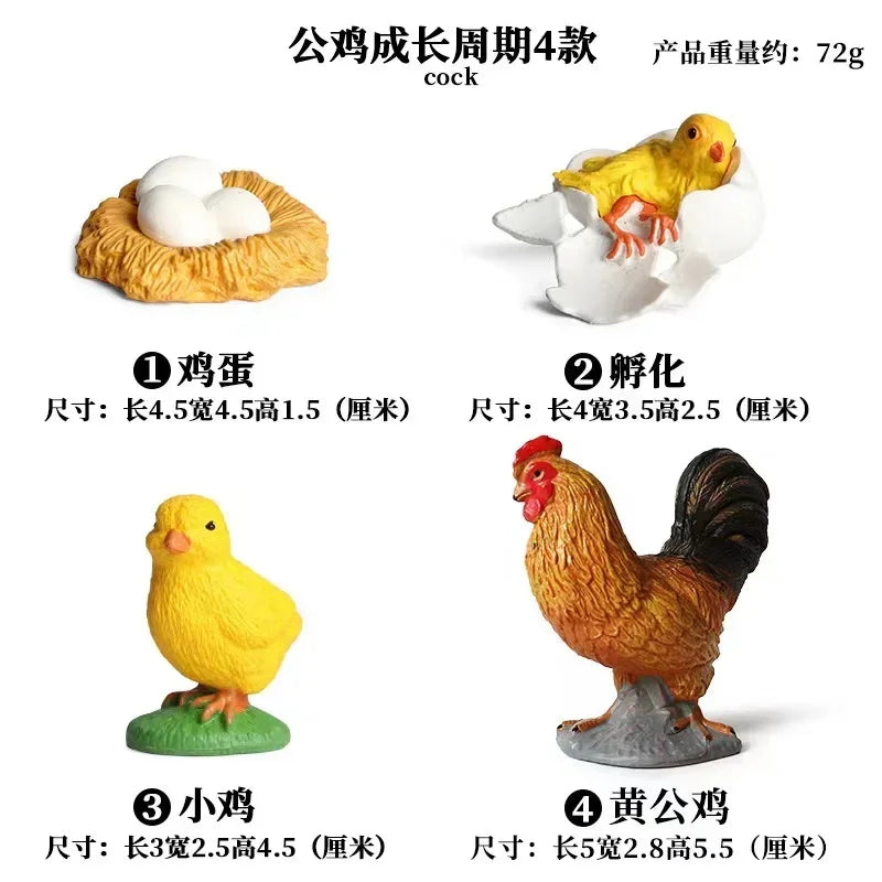 Animal Life Cycle Board Children Toys Montessori Teaching Aids Plant Animal Growth Cycle Model Set preschool cognitive Toys