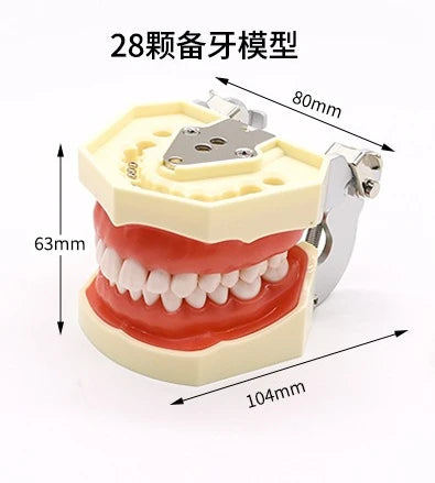 28 32 Oral Dental Teeth Model Preparation Practice Soft Gums Removable Oral Teaching