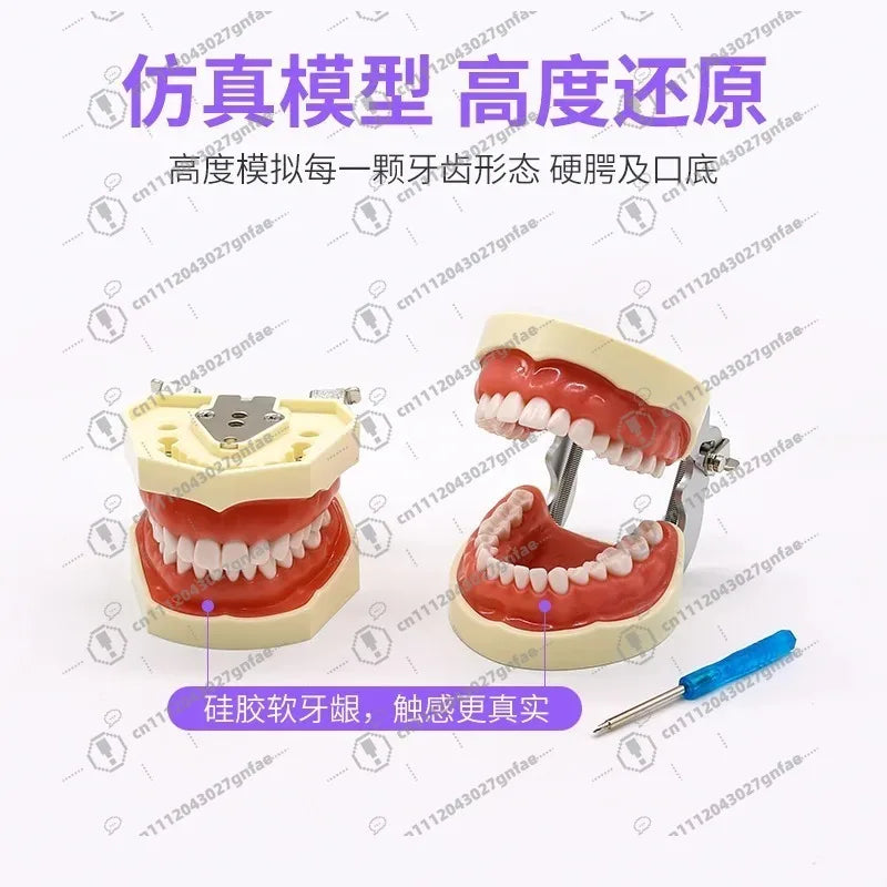 28 32 Oral Dental Teeth Model Preparation Practice Soft Gums Removable Oral Teaching