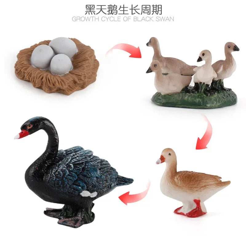 Animal Life Cycle Board Children Toys Montessori Teaching Aids Plant Animal Growth Cycle Model Set preschool cognitive Toys