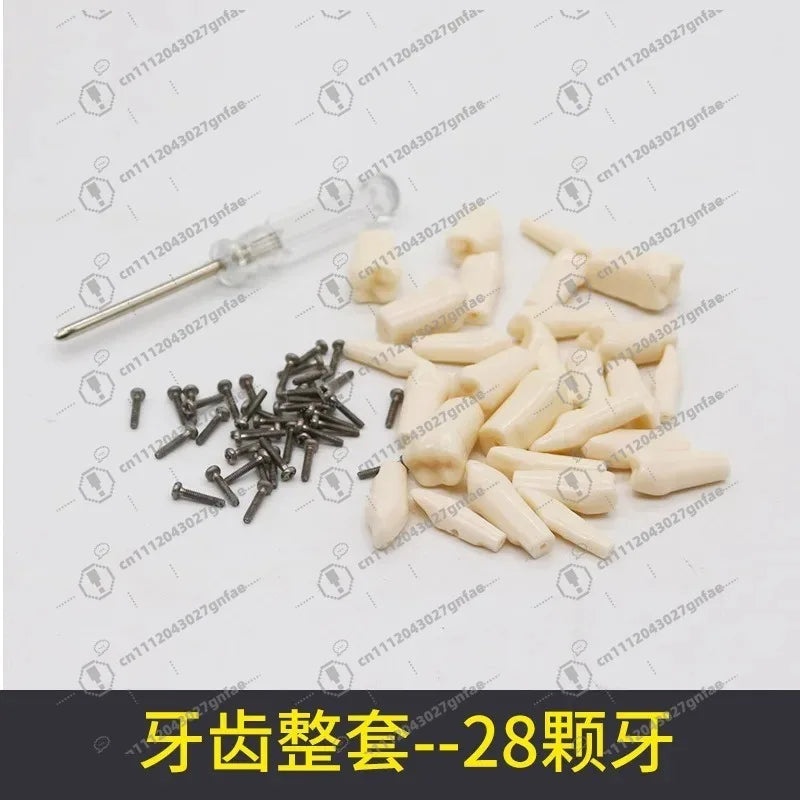 28 32 Oral Dental Teeth Model Preparation Practice Soft Gums Removable Oral Teaching