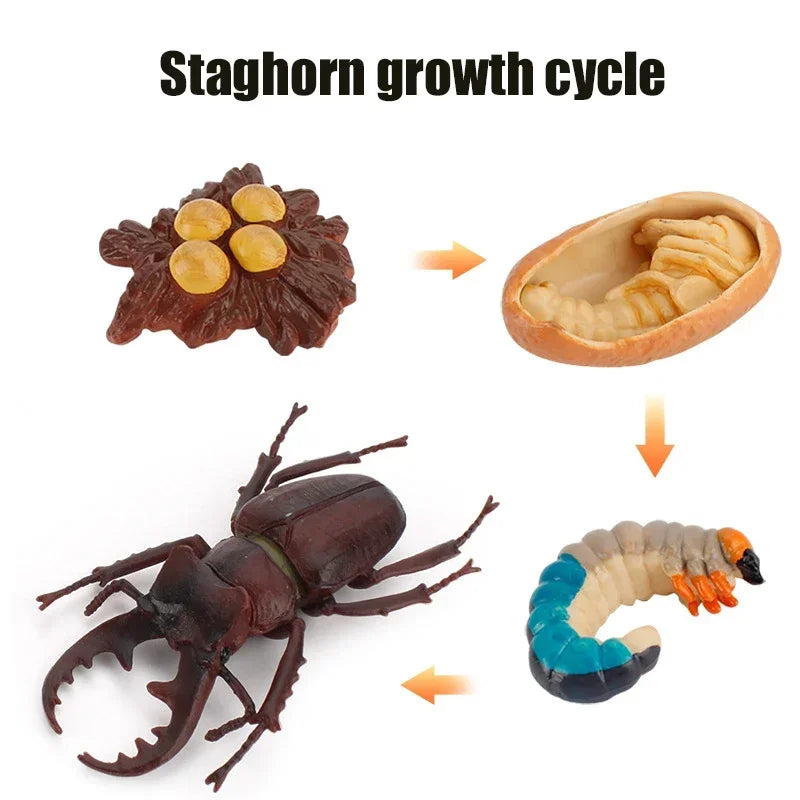 Animal Life Cycle Board Children Toys Montessori Teaching Aids Plant Animal Growth Cycle Model Set preschool cognitive Toys