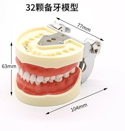 28 32 Oral Dental Teeth Model Preparation Practice Soft Gums Removable Oral Teaching
